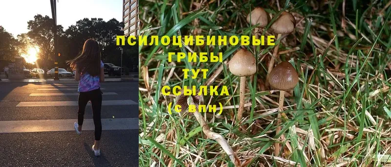 наркота  Вяземский  Галлюциногенные грибы Cubensis 